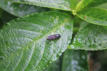 A leaf infested with a wasp