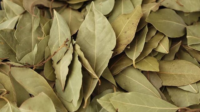 Close up on dried bay leaves rotating, many bay leaves on the ground.