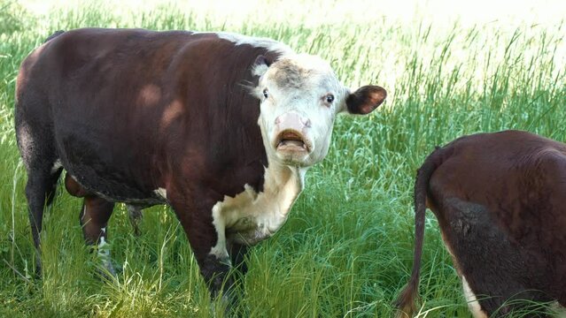 Tracking natural reproductive behavior in a herd of cattle, from characteristic signs of readiness to breed to courtship and mating rituals.