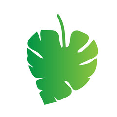 flat green leaves nature botanical