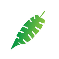 flat green leaves nature botanical
