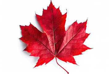 A single vibrant red maple leaf with detailed veins, symbolizing autumn and Canadian heritage, isolated against a plain white background.