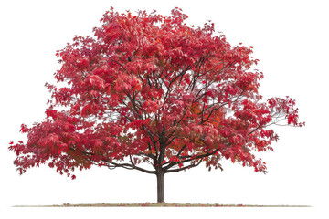 A vibrant red tree in full autumn foliage, standing alone on a plain white background, capturing the beauty and essence of the fall season.