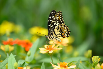 Beautiful butterfly with colorful flower garden in spring season