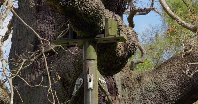 Close up shot showing the tree limb metal supports on the ancient oak tree known as The major oak.  In local folklore as Robin Hood and his merry men's shelter.