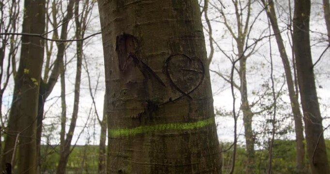 mid shot over tree trunk with a heart scratched engraved into it brambles in a forest in Nottinghamshire. Filmed in April 2024