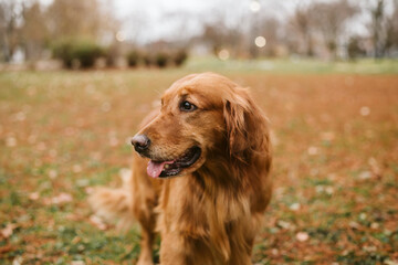 Golden Retriever in Autumn