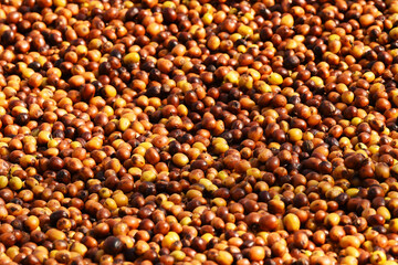 Coffee beans drying in the sun  