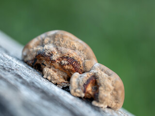 Hapalopilus is a type of fungus that lives attached to fallen trees