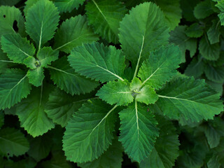 a collection of bush leaves forms a symmetrical pattern