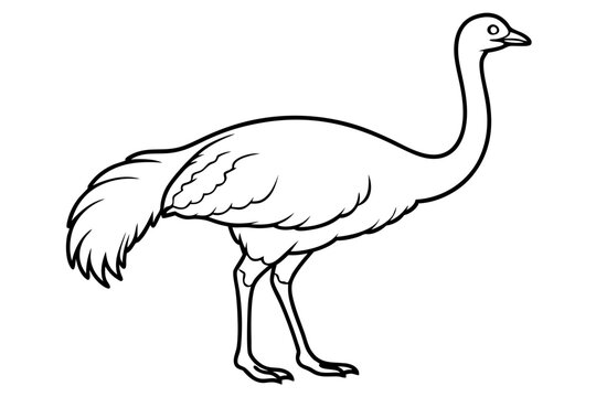 recommend clip art: Emu icon vector line art illustration