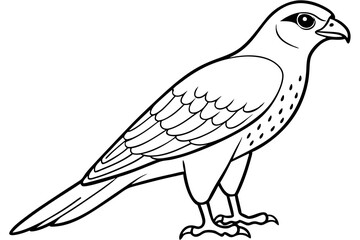 Cooper's Hawk icon vector line art illustration