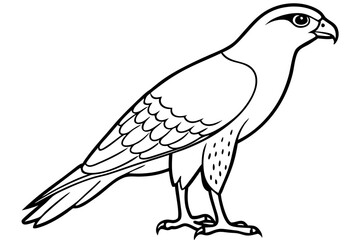 Cooper's Hawk icon vector line art illustration