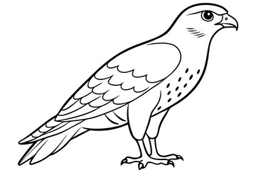 Cooper's Hawk icon vector line art illustration