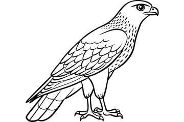 Cooper's Hawk icon vector line art illustration