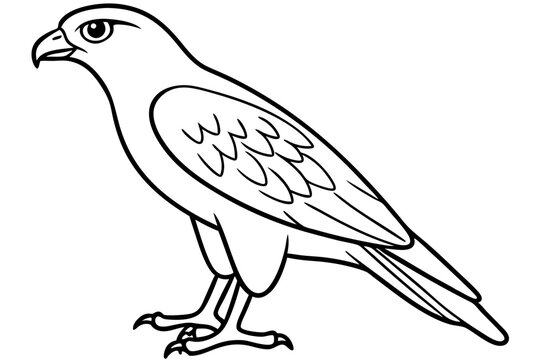 recommend clip art: Cooper's Hawk icon vector line art illustration