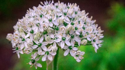 Dew on White Flowers
