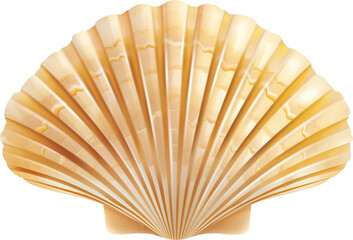 Seashell isolated on transparent background. PNG