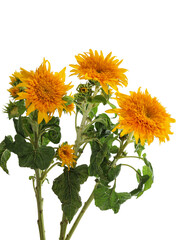 Flowers blooming on a white background with sunflowers