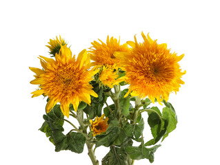 Flowers blooming on a white background with sunflowers