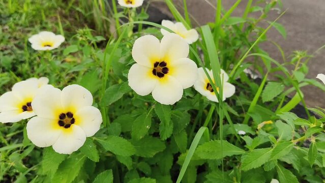This flower is a type of ornamental plant that has beautiful white flowers with a bright yellow tinge. The scientific name of the Yolanda flower is Ranuculus sp.
