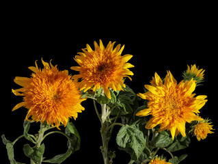 sunflower on black background