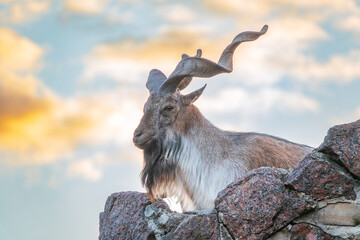 Close-up portrait of Markhor, Capra falconeri, wild goat native to Central Asia, Karakoram and the Himalayas