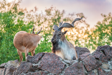 Markhor male and female on the rock. Latin name - Capra falconeri