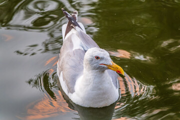 Seagull, The European herring gull, swims in the sea