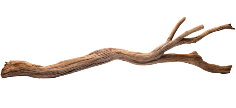 Branch of a dry old tree isolated on transparent background