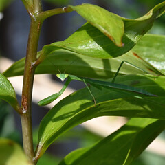 若いカマキリ、梅雨の時期に
