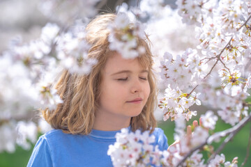 Fototapeta premium Kid playing under blooming cherry tree. Child in spring garden. Kid boy play in Blooming cherry garden on spring day. Happy child during spring blossom. Child near white cherry blossom tree.