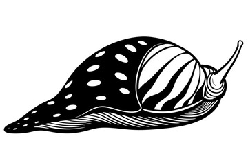 Cone Snail sleeps icon vector on white background