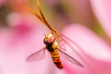 Episyrphus balteatus, sometimes called the marmalade hoverfly, is a relatively small hoverfly of...