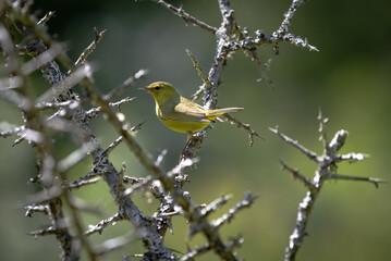 An orange-crowned warbler 