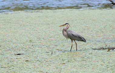 A great blue heron  