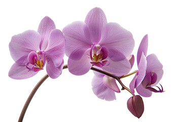 Obraz premium orchid isolated on white background