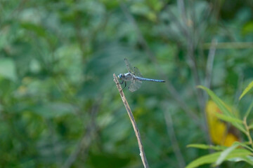 A dragonfly resting on a tree branch in Huntley Meadows Park, Alexandria, Virginia, USA