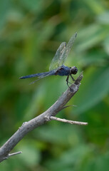 A dragonfly resting on a tree branch in Huntley Meadows Park, Alexandria, Virginia, USA