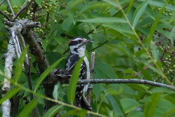 A Hairy Woodpecker looking for food