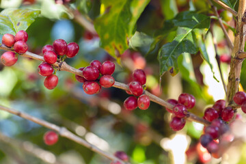 coffee berries by agriculture. Coffee beans ripening on the tree in North of Thailand