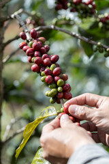 harvesting coffee berries by agriculture. Coffee beans ripening on the tree in North of Thailand