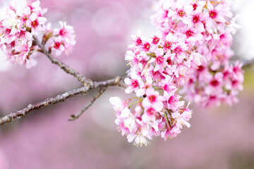 Obraz premium coffee berries by agriculture. Coffee beans ripening on the tree in North of Thailand