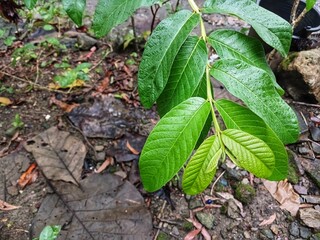 Guava leaves are wet from rainwater. Background of guava leaves in the garden. 