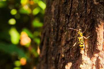 yellow wasp on a tree trunk