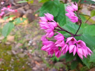 Beautiful pink flowers in the front garden of the house. Pink floral background. 