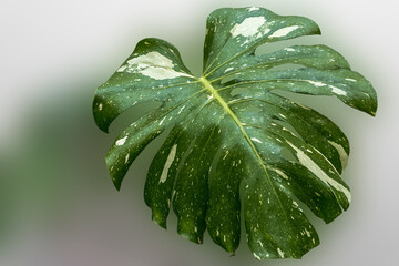 Feuille de philodendron thaï constellation © Unclesam