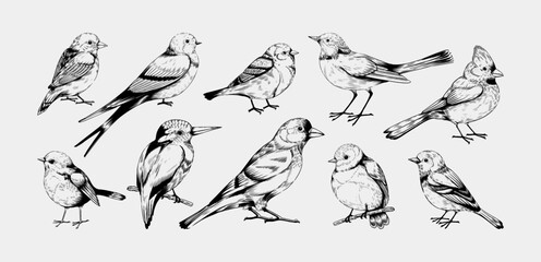 Vintage birds. Flying animals sketch. Robin cardinal and pigeon. Hand drawn line sparrow. Black lark or bluebird. Engraving forest birdies. Swallow wings. Vector outline songbirds set
