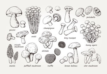Mushroom sketch. Forest fungi. Hand drawn fungus. Autumn toadstool. Engraving amanita. Boletus or chanterelle. Natural champignon and shiitake. Gourmet truffle. Vector art elements set