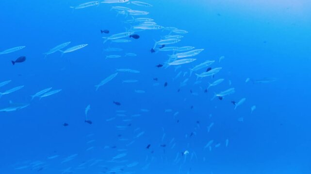 the fish baracuda in the ocean